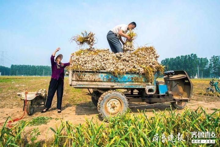 大蒜行业最新新闻动态概览