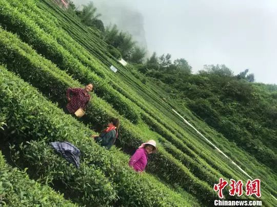 岩茶乡新篇章，探索与发现的最新新闻